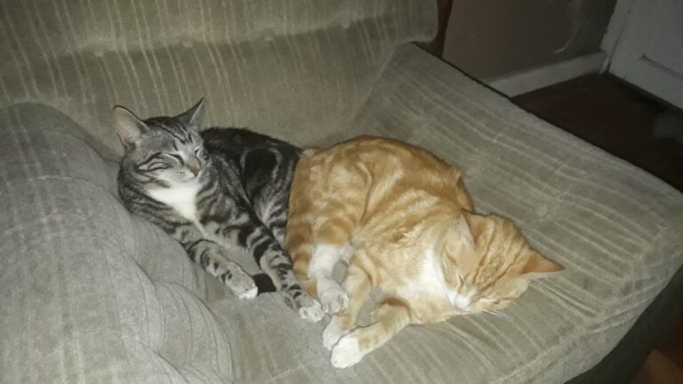 And they decided to make the new couch their new bed