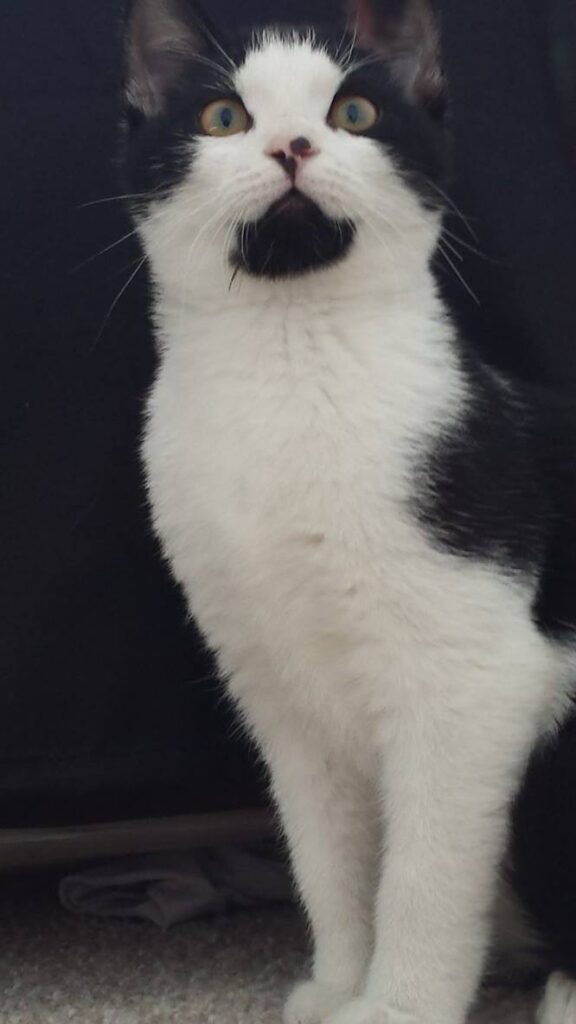 Best GLOW UP ever! His name is Jack! The first photo is him at 3 months, the las