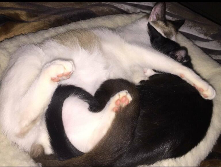 Dolce notte