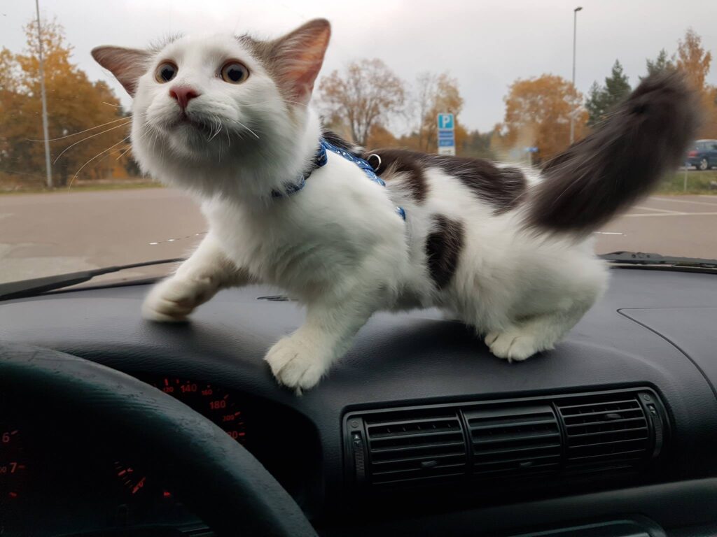 Eddies first drive in the car.
