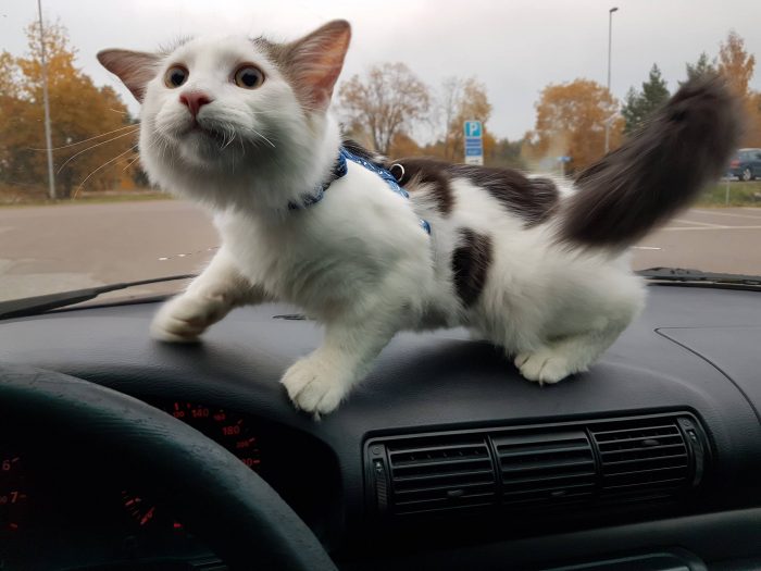 Eddies first drive in the car.