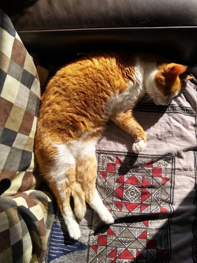 This is Zelda, and she is enjoying the sun. And if you wonder, yes she is a 3 le