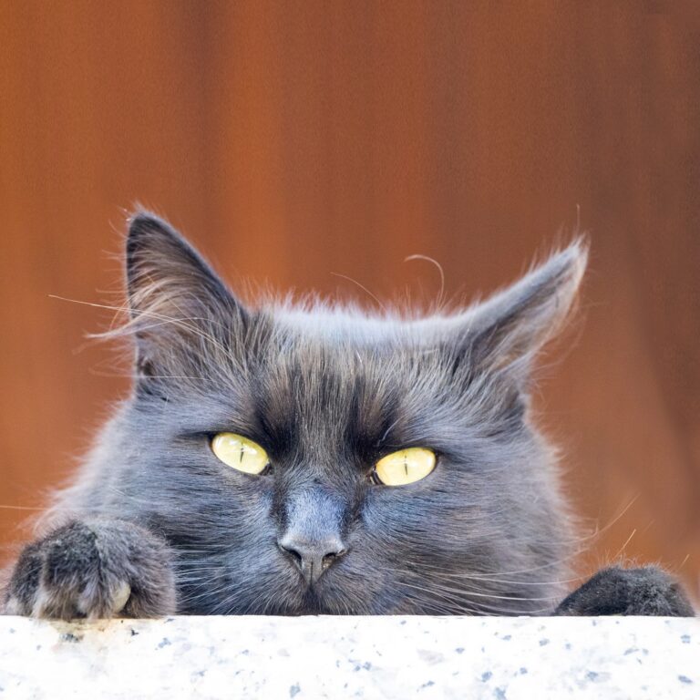 What's up?  #cat #kitten #kitty #cute #pettsie