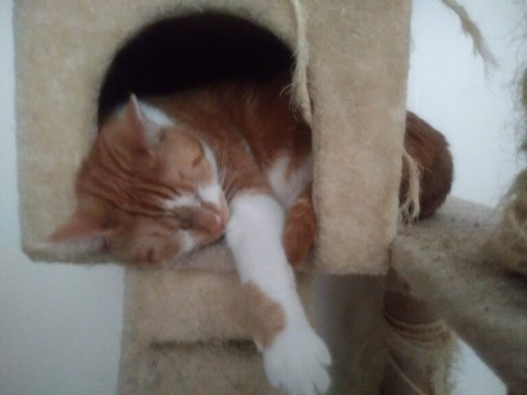 He almost fits