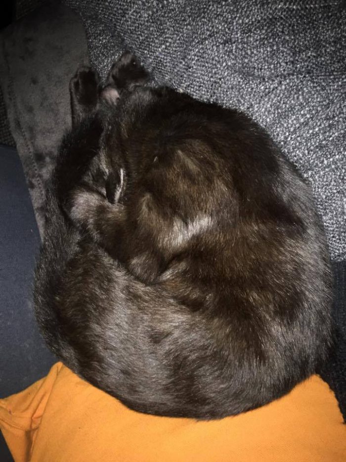 My Cola’s favourite sleeping position. What’s your cats favourite?