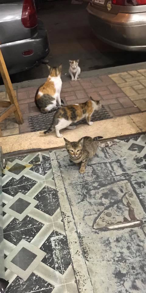 Those pretty stray cats are waiting for their dry food