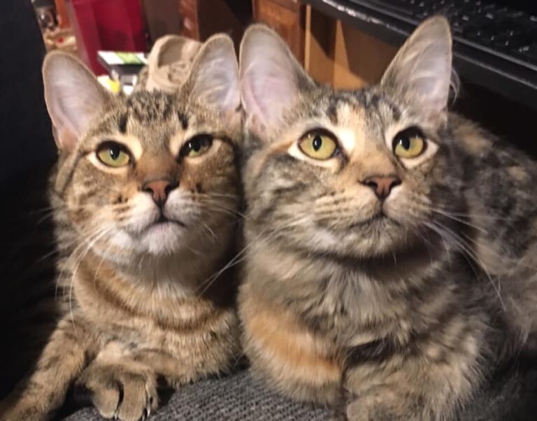 Sister kitties. So glad they found us.