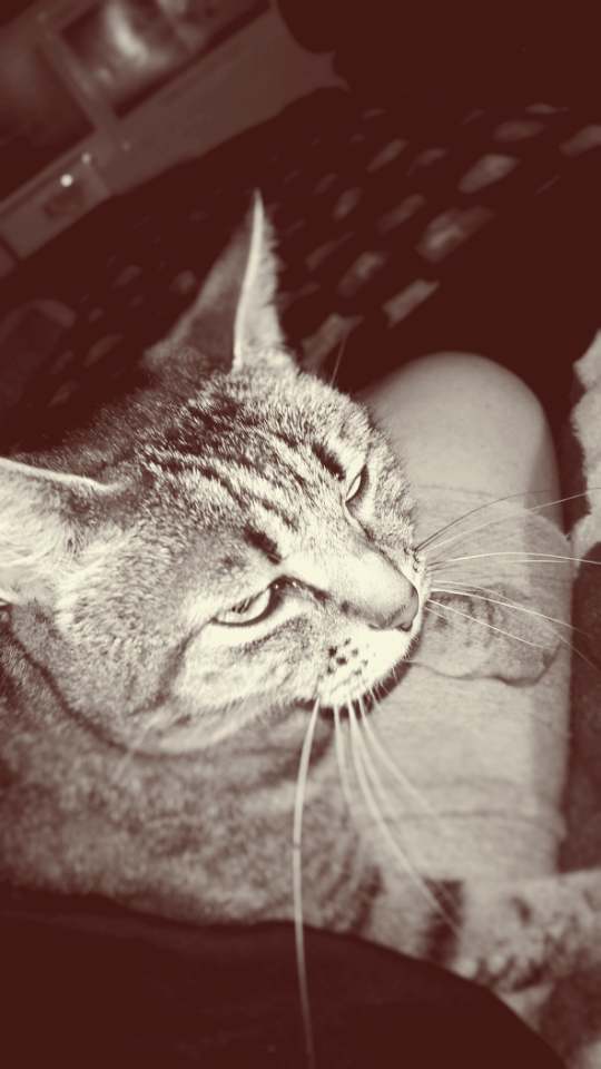 My cat "Snugs"