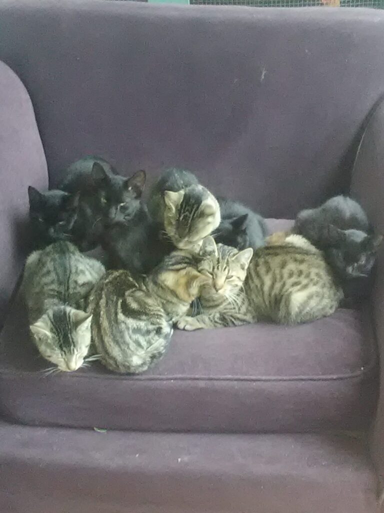 My evil army ready to do my bidding