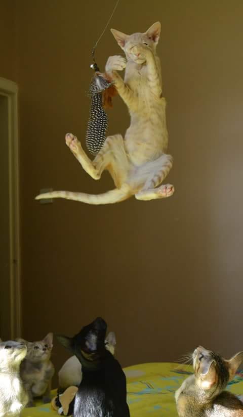 Spidercat swings in on his web to stop the scavenger hyenas from stealing the wi