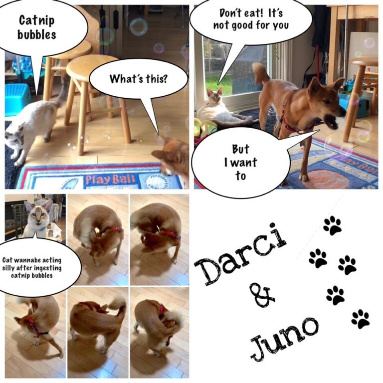 Darci and Juno photocomics
