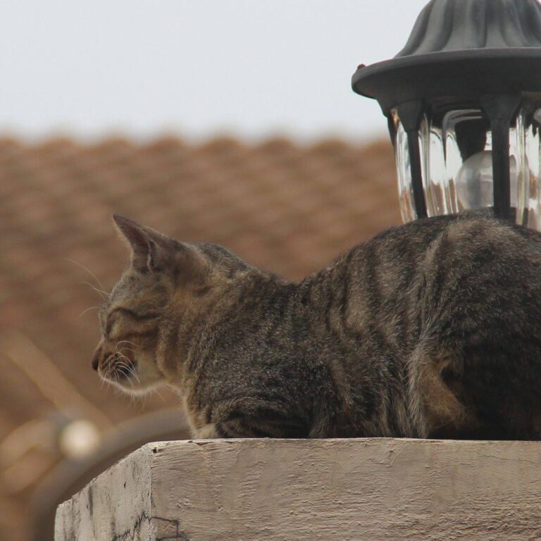 Leave !e alone, no disturb...