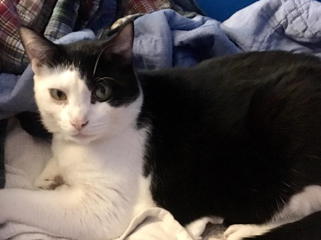 I love my cats Kitty and Terror!