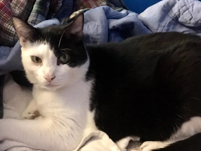 I love my cats Kitty and Terror!