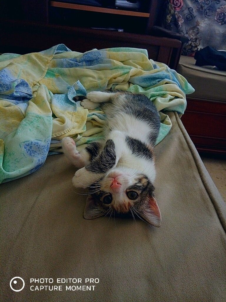 Bicha when I brought her home off the street(3 months ago), vs Bicha now.