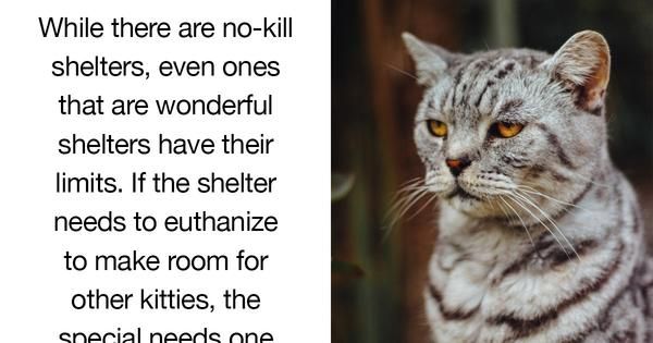 5 Reasons To Adopt A Sweet Special Needs Kitty