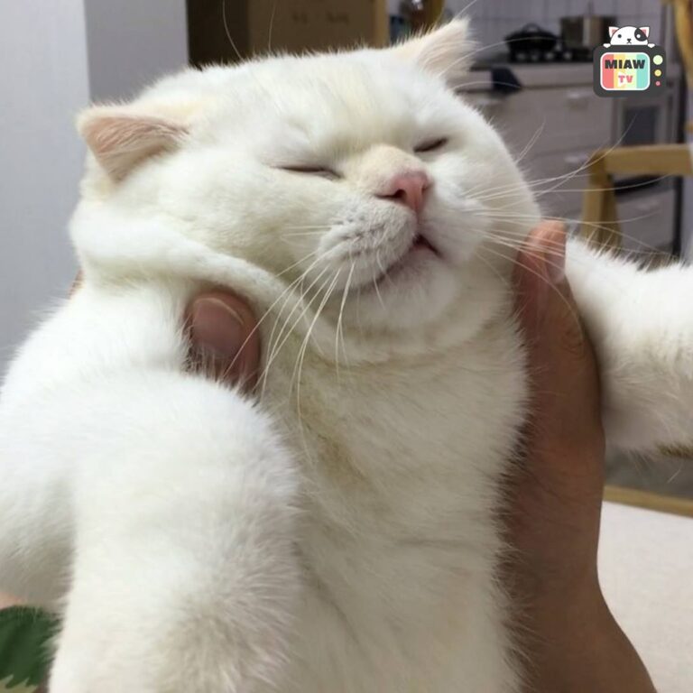 This is why I love cats.