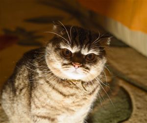 FunnyCatSite