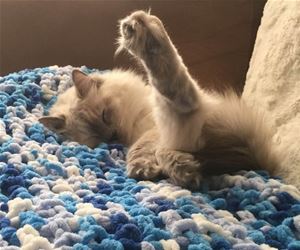 FunnyCatSite