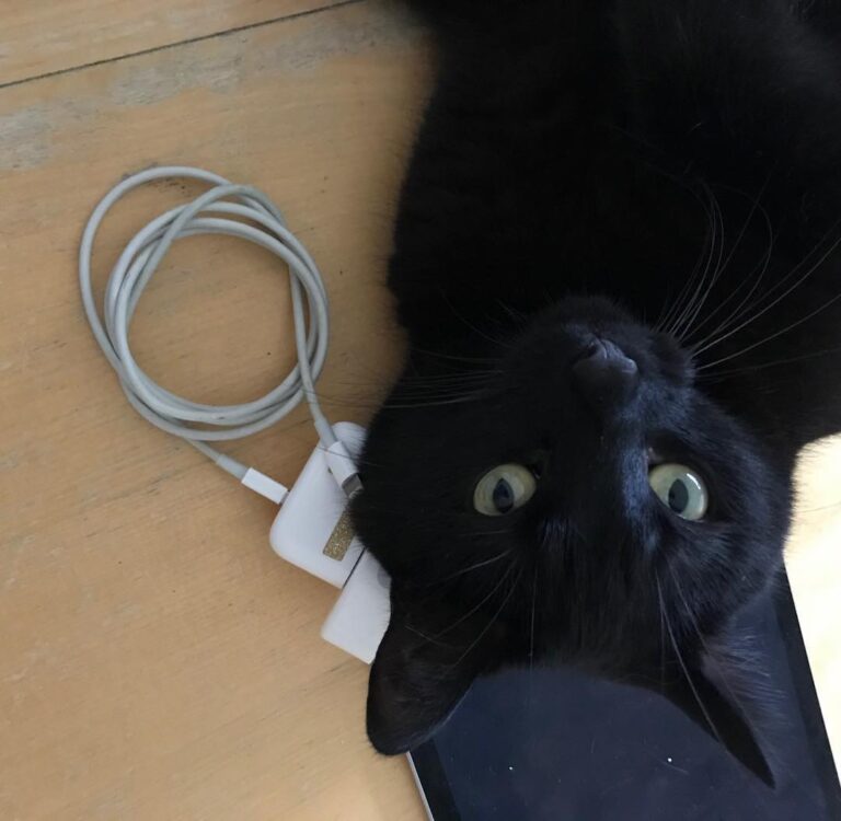 All Caturday lounging is comfortable. #