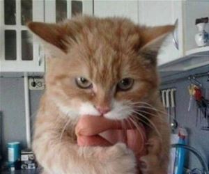 FunnyCatSite