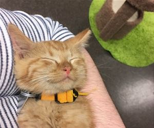 FunnyCatSite