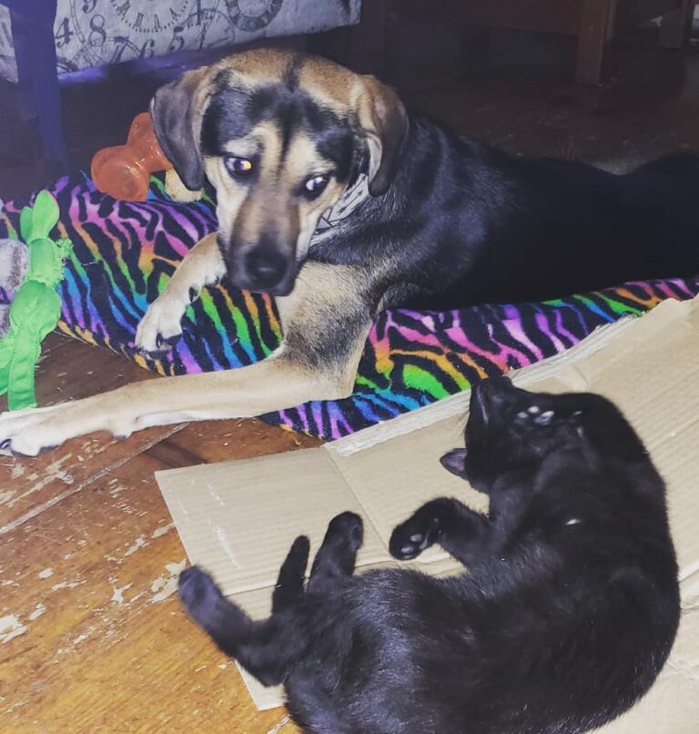 Bailey & Toothless enjoying the fire