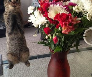 FunnyCatSite