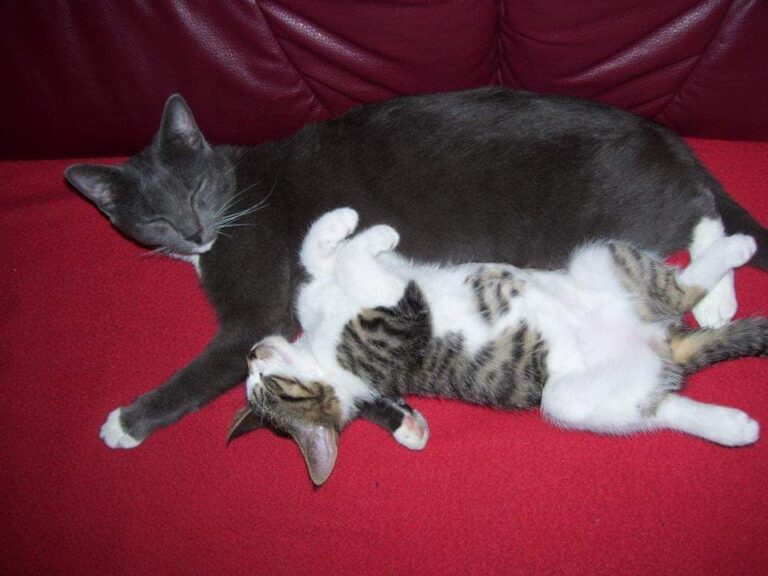 Beste Freunde Best Friends