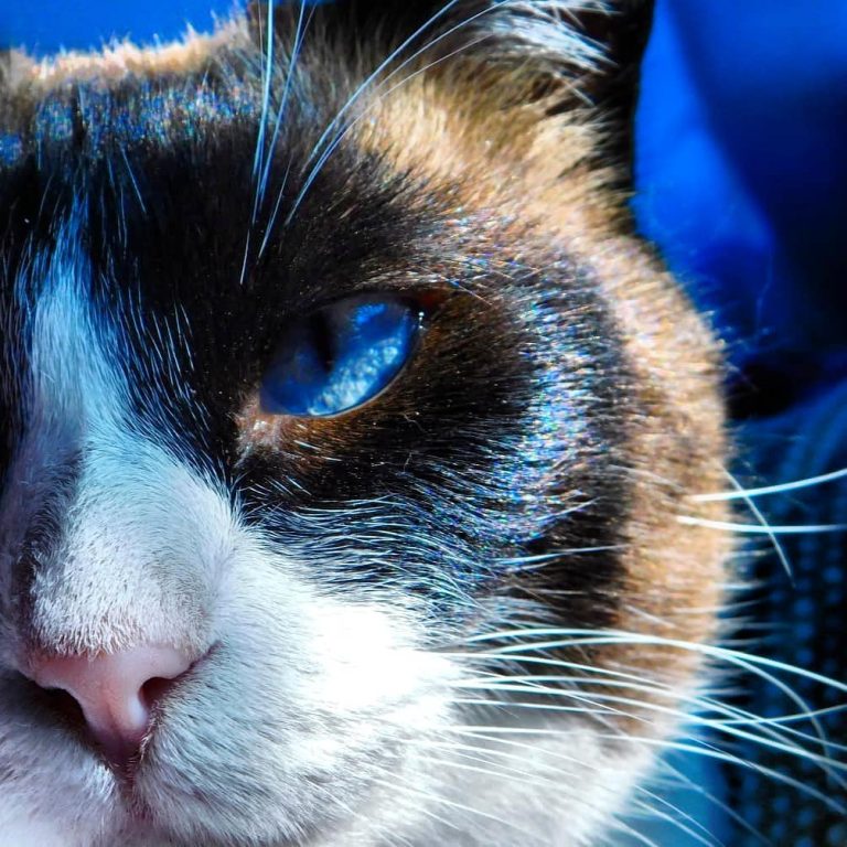 Bestiario. Blue