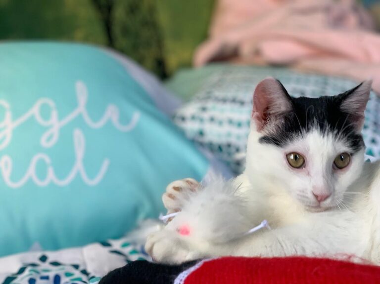 Bo and his mouse pal