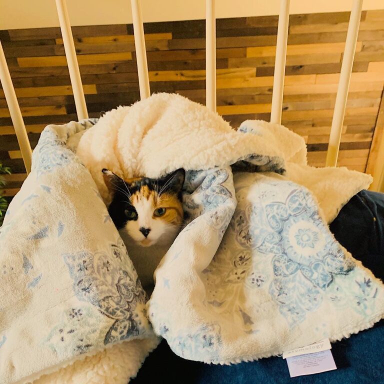 CATURDAY