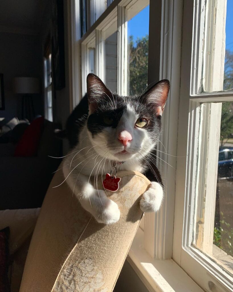 Cute Cat Moment