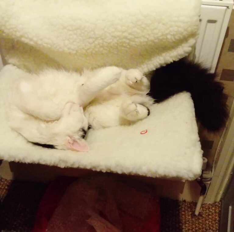 Camouflage