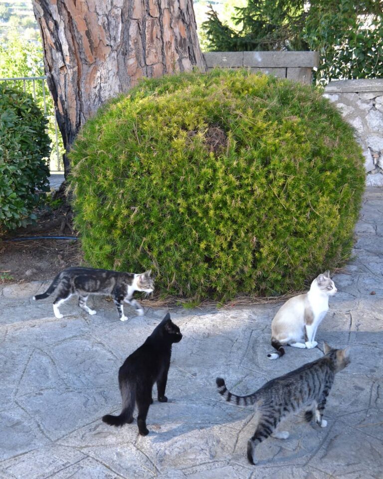 Cats from Ravello
