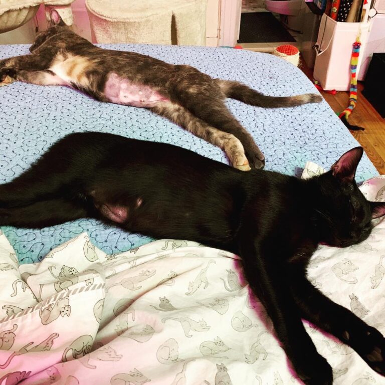 Caturday napfest!