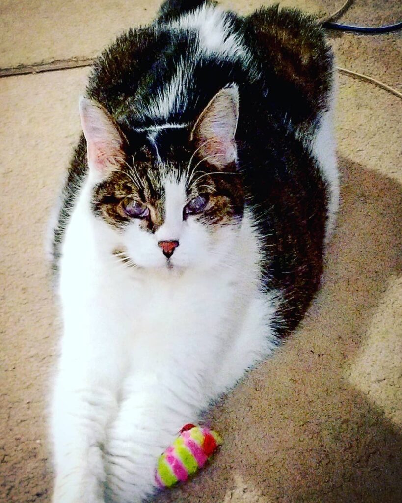 Caturday vibes!