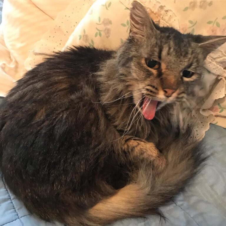 Caught Willow mid-yawn