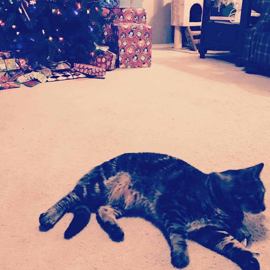 •Christmas Cat• Hey I know this is hella late but let’s just
