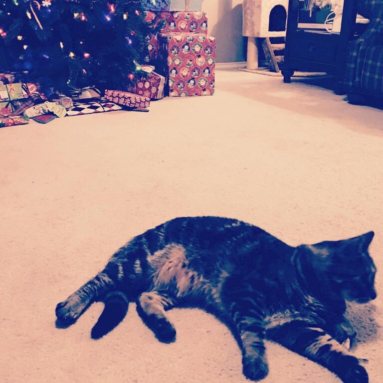 •Christmas Cat• Hey I know this is hella late but let’s just