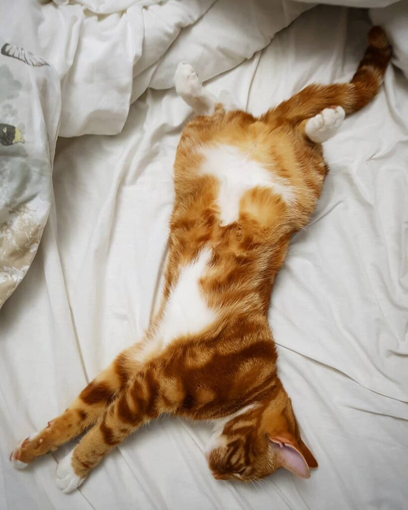 Comfy are you, bed stealer?