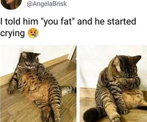FunnyCatSite