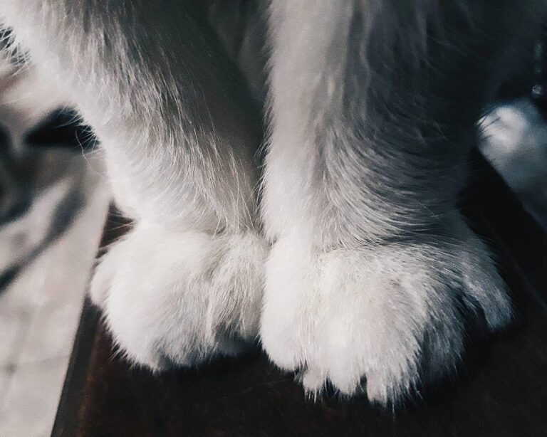 Esas patitas