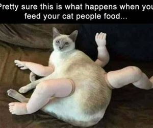 FunnyCatSite