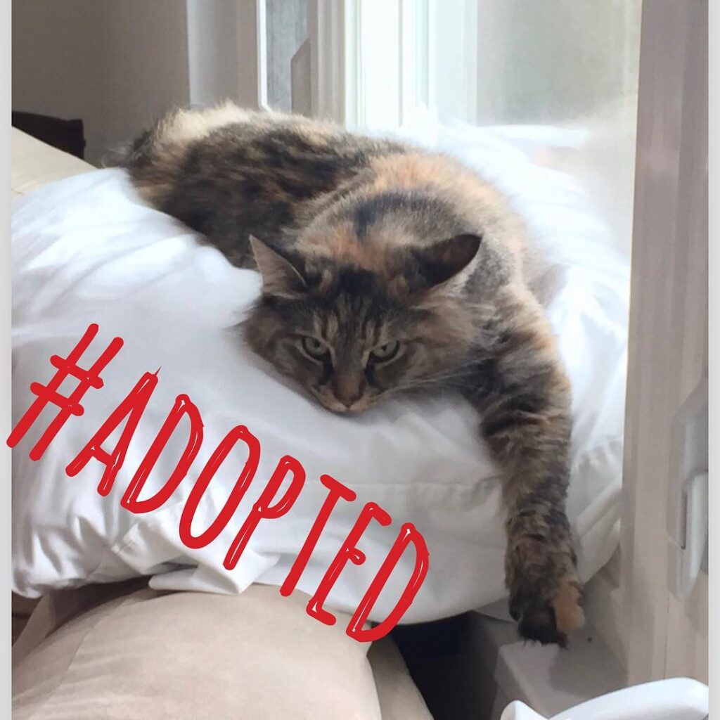 Florence is loving the comfort of her new found forever home. She is
