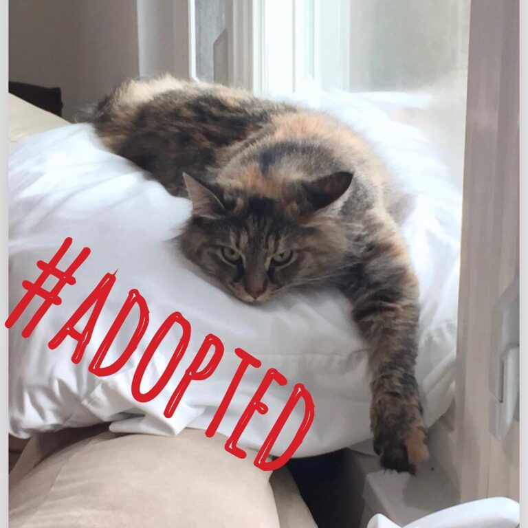 Florence is loving the comfort of her new found forever home. She is