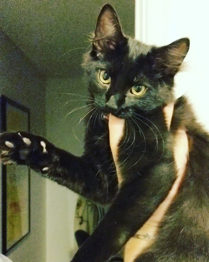 Found a demon this one time. He’s real cute though.