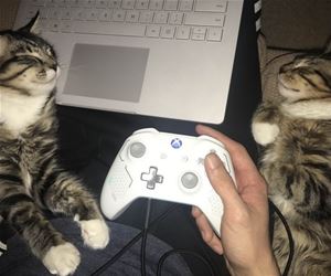 FunnyCatSite