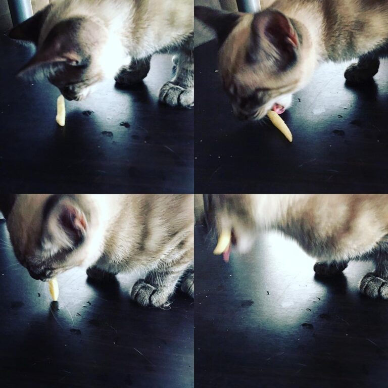 Gato com Batata