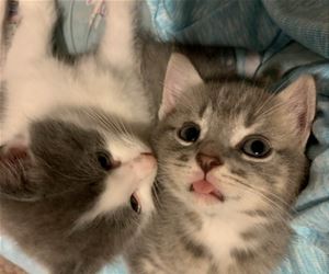 FunnyCatSite